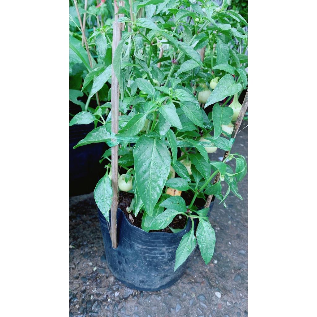 Cây Ớt Cà Trái Như Quả Cà