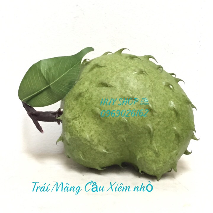 1 Trái MÃNG CẦU XIÊM (nhỏ) nhân tạo trang trí - Trái Cây giả