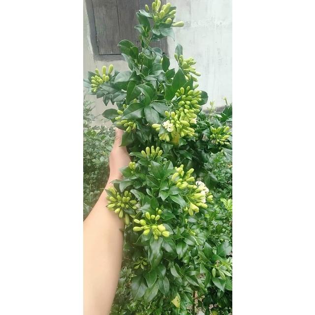 Cây nguyệt quế hoa trắng - Thơm xanh quanh năm