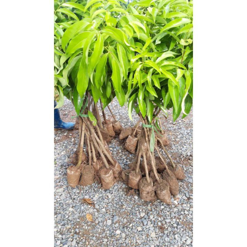 CÂY GIỐNG VẢI LỤC NGẠN