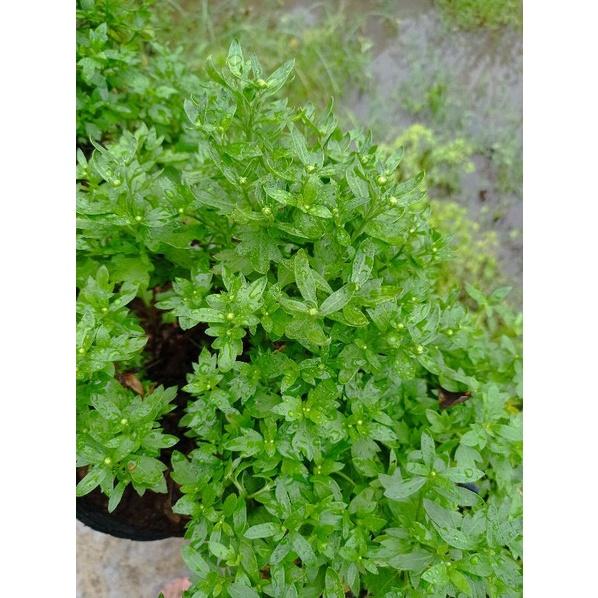 Cúc mặt trời đỏ đang nụ