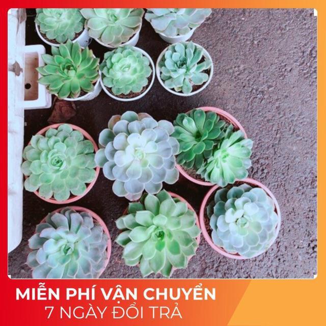 Sen Đá Size Đại 60k/chậu