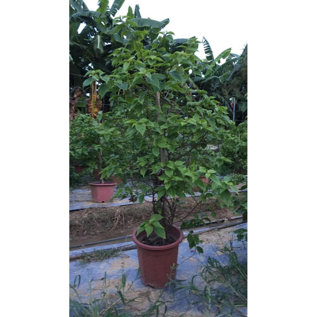 Cây hoa giấy lớn 2 màu