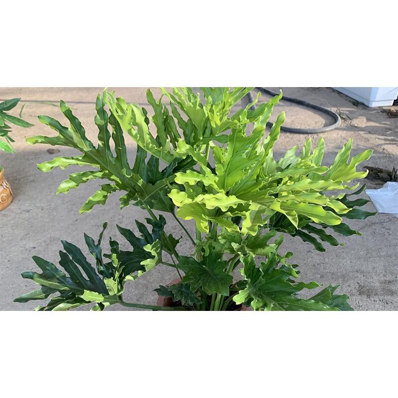 CÂY giống TRẦU BÀ THANH XUÂN chậu to NHƯ HÌNH. ()