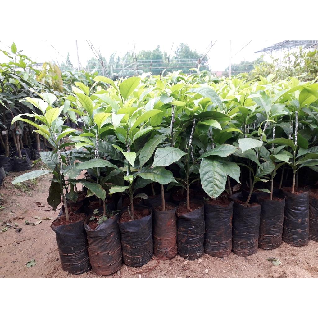 Cây giống Dổi ghép. .