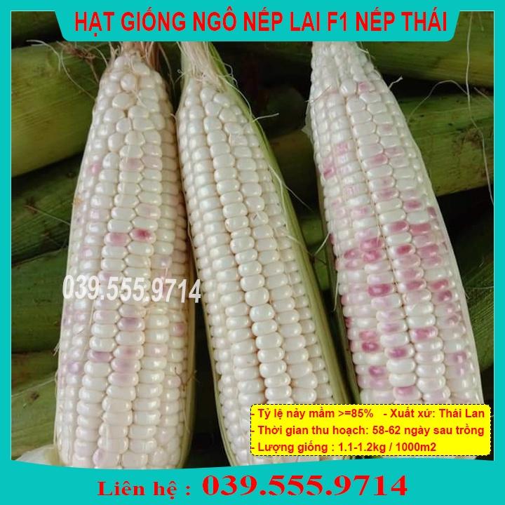 Hạt Giống Ngô Nếp Thái Tím Trắng - Hạt Ngô Thơm Dẻo Ngon Năng Suất Cao