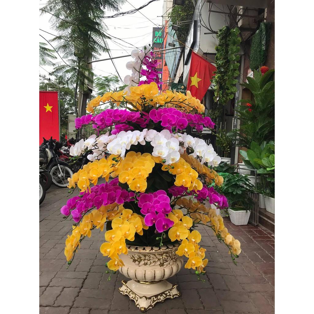 Lan Hồ Điệp Cao Su 7 bông,9 bông loại đẹp