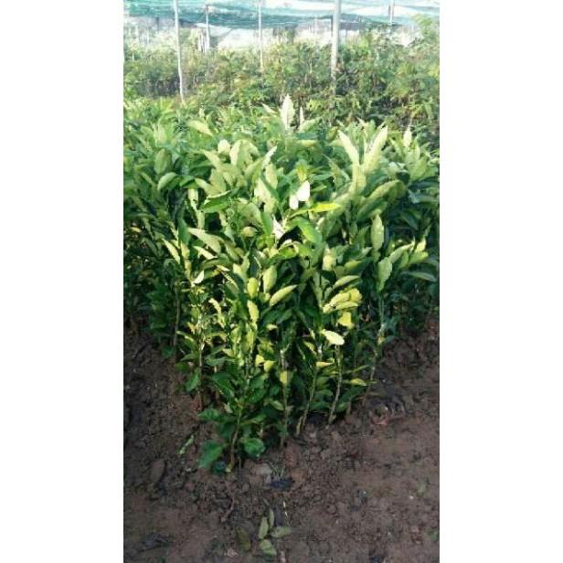 Sản phẩm BƯỞI DA XANH KHÔNG HẠT