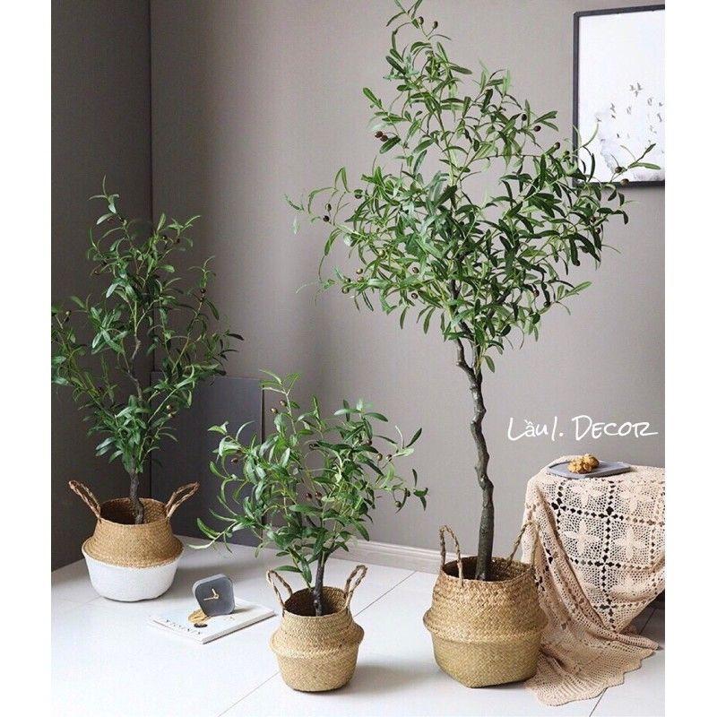 Cây Oliu, ô Liu giả decor trang trí thân gỗ