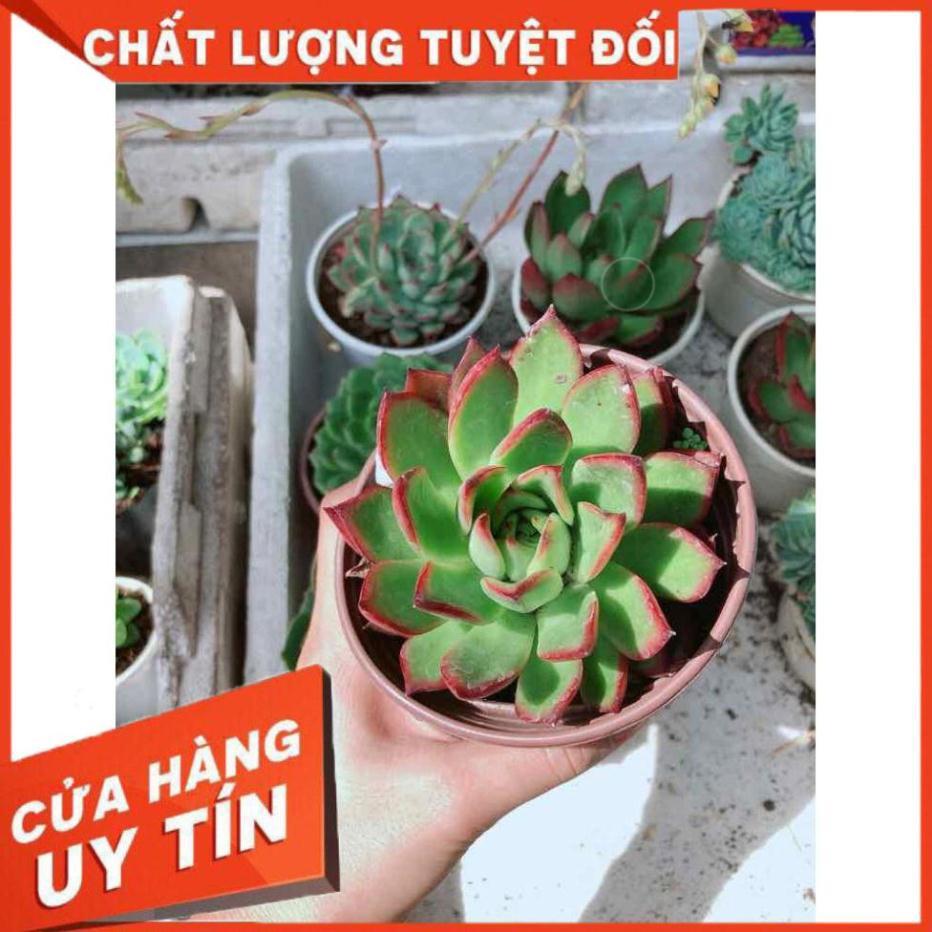 Sen đá viền đỏ Nhiều Người Mua