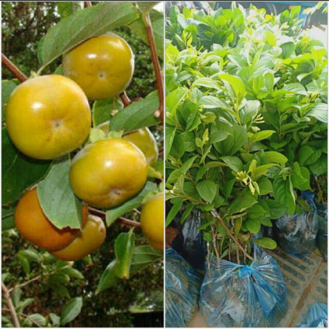 Cây Giống Hồng Gòn Đà Lạt