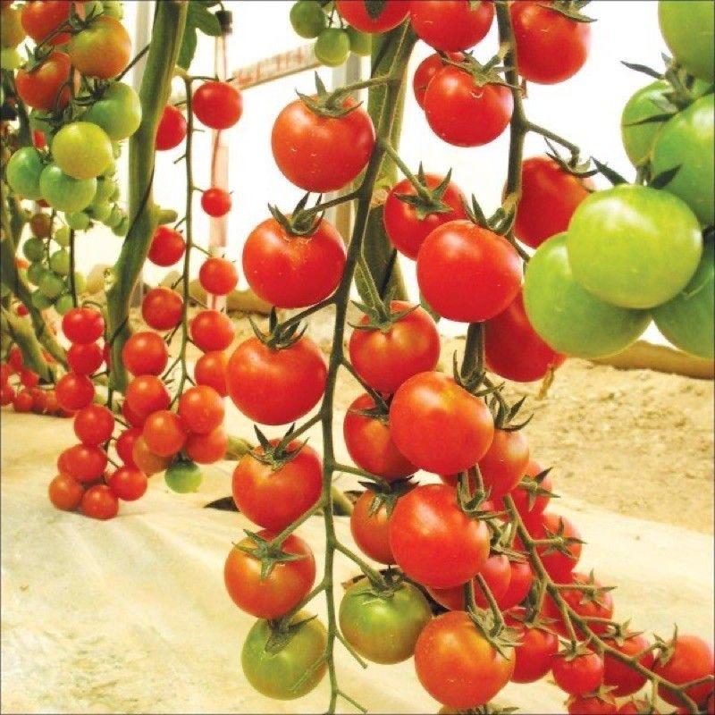 Hạt Giống Cà Chua Cherry Đỏ, cherry vàng, cherry đen - đóng gói 0.5gr