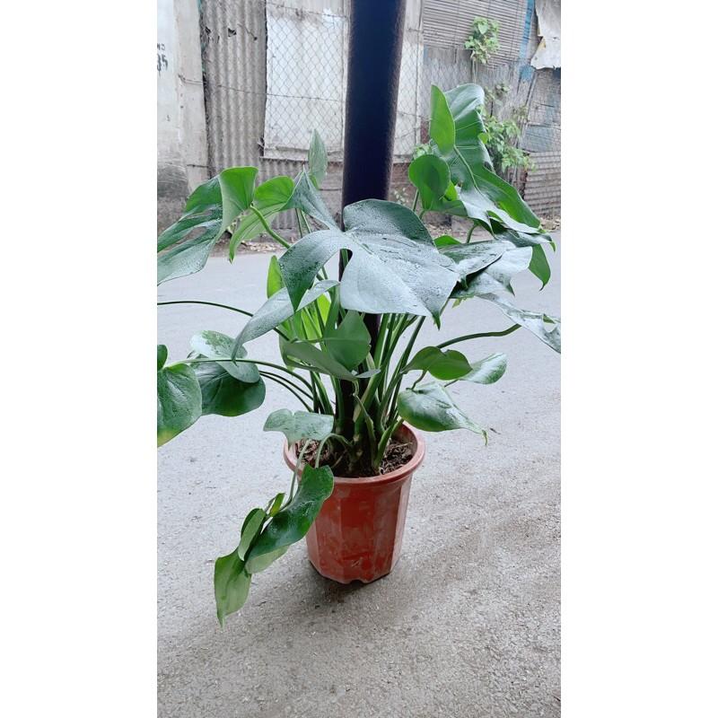 Trầu Bà Lá Rách Leo