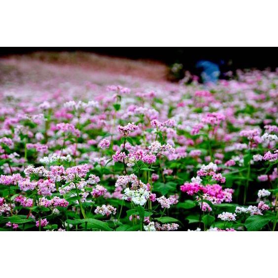 HẠT GIỐNG HOA TAM GIÁC MẠCH- 10GAM/GÓI