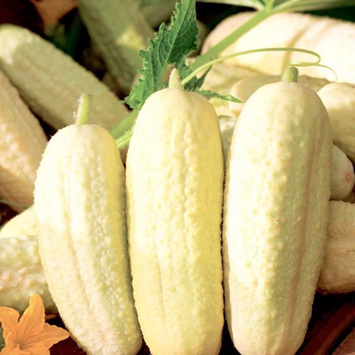 Hạt Giống Dưa Chuột Trắng Có Gai Cực Kỳ Ngọt Năng Xuất Cao Chống Chịu Sâu Bệnh Gói 15 Hạt