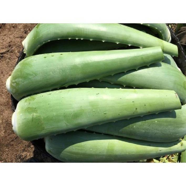 CHẬU CÂY NHA ĐAM THÁI, BẸ SIÊU TO,SIÊU DỄ TRỒNG, SIÊU NĂNG SUẤT, SIÊU KINH TẾ