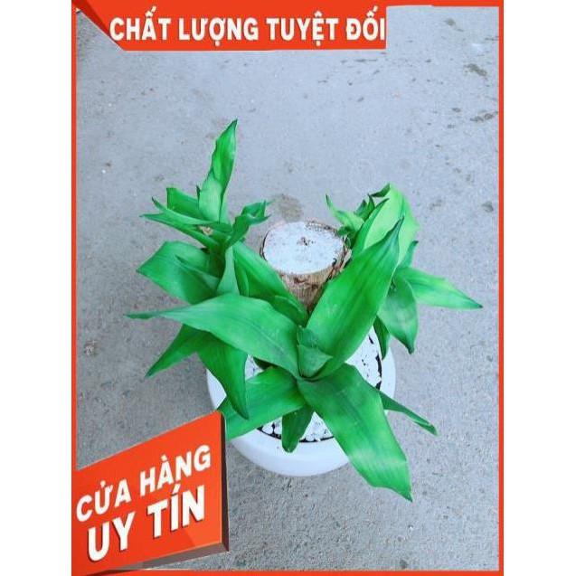 Chậu Cây Phát Tài