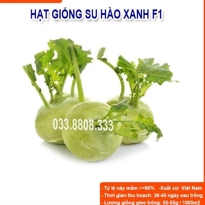 HẠT GIỐNG SU HÀO XANH 5gram - CỦ TO ĐẸP