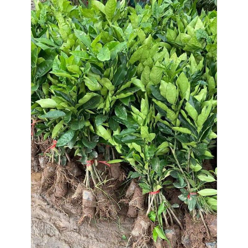 Cây giống bưởi da xanh ghép