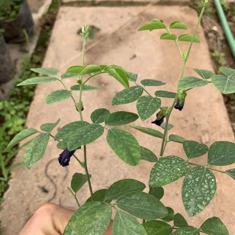 Cây hoa đậu biếc leo giàn cao 25 - 30cm, cây nở hoa quanh năm, rất dễ chăm sóc, trồng leo giàn tường rào và ban công