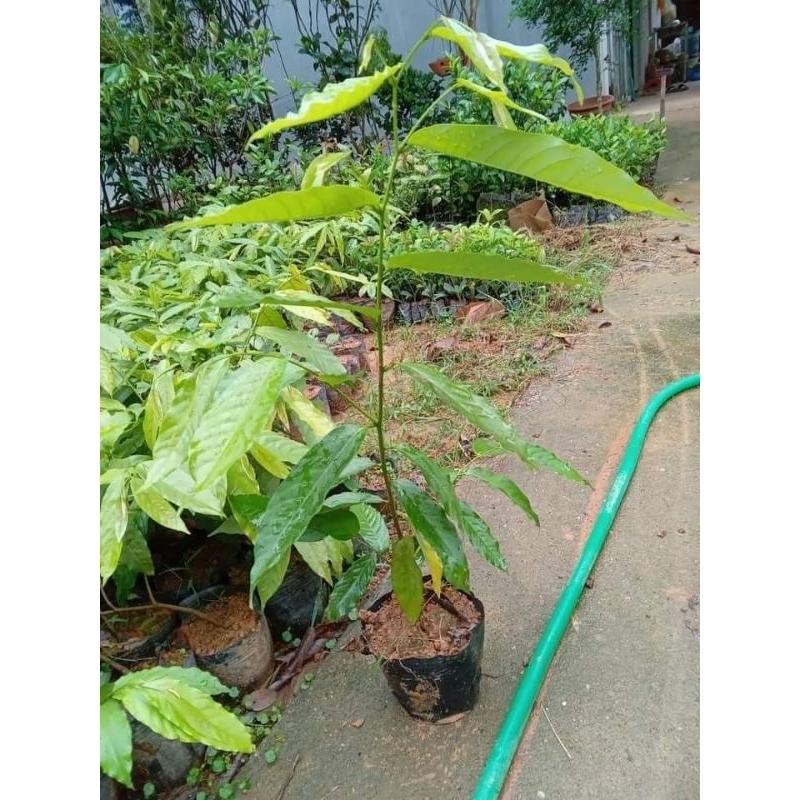 CÂY HOA DẺ VÀNG, HOA THƠM NGÂY NGẤT