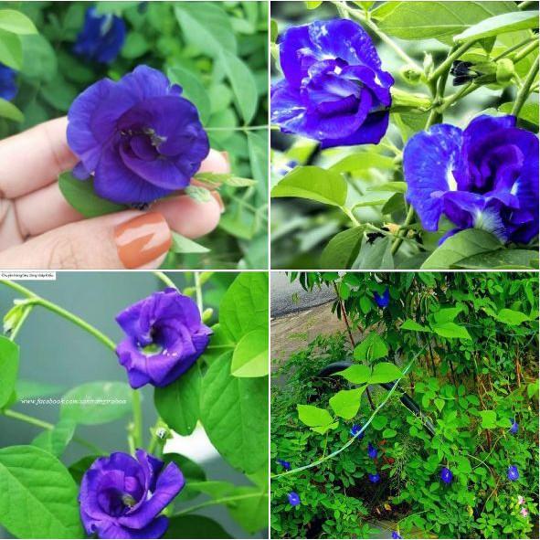 Hạt Giống Hoa Đậu Biếc Hoa Cánh Kép - 20 hạt/gói