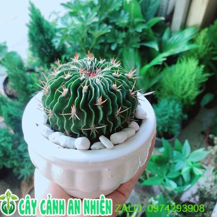 Cây Xương Rồng Trúc Ngọc