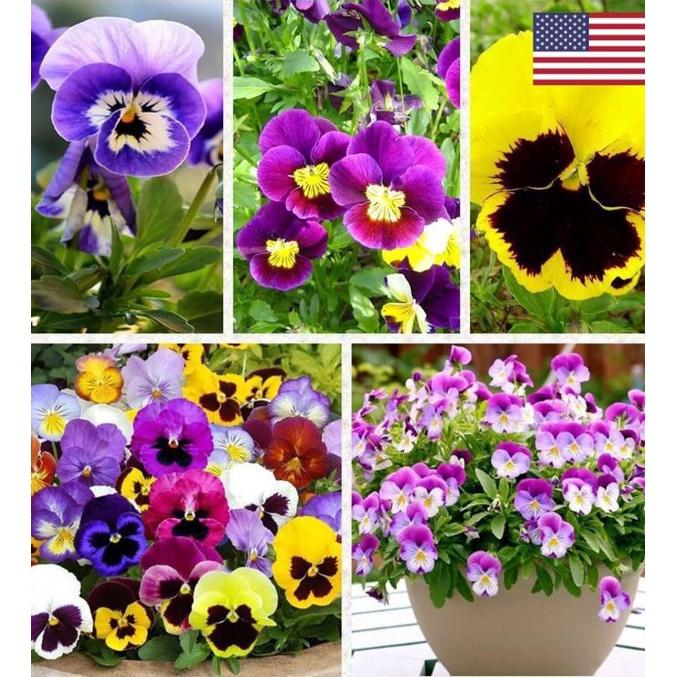 Hạt giống hoa pansy hoa cánh đơn nhiều màu - Gói 50 hạt