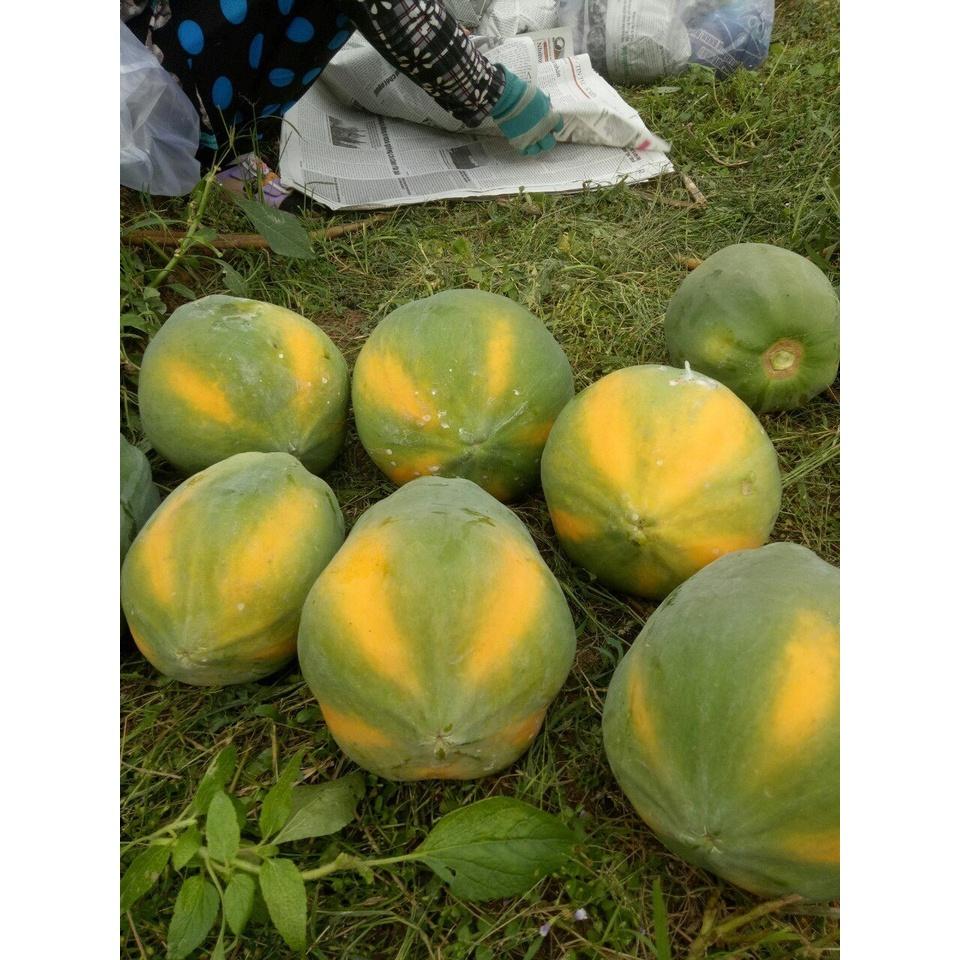 Hạt Giống đu đủ ruột vàng lai F1 - Papaya Sari 666