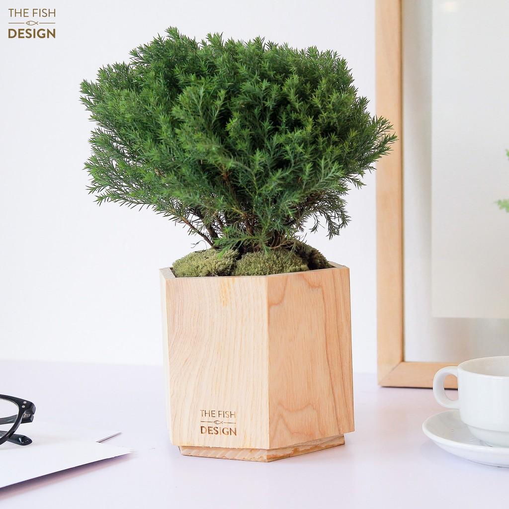 Chậu cây tùng bồng lai hợp với những người thuộc mệnh Kim, Hỏa và Mộc, giúp xua đuổi tà khí, vượng dương khí mang lại bình an và may mắn | size L | The Fish Design