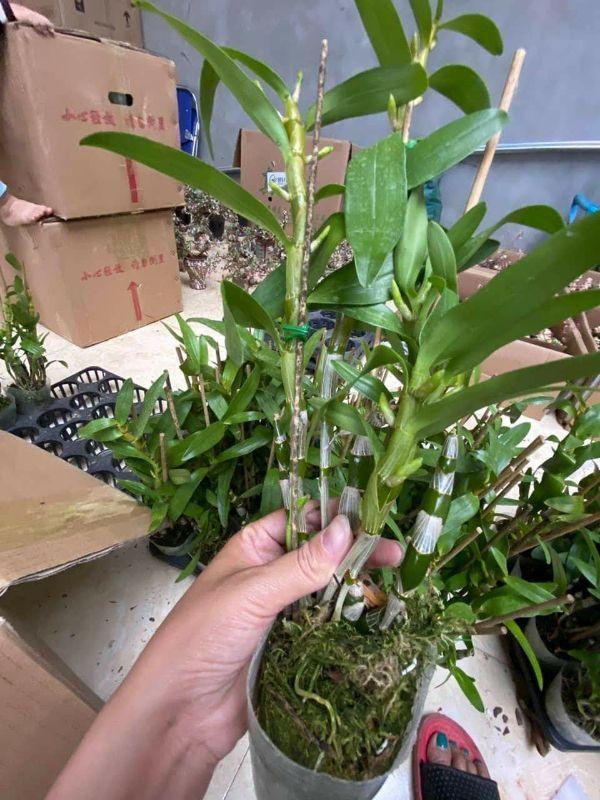 Hoa phong lan dendro xuân cây đẹp chuẩn giống