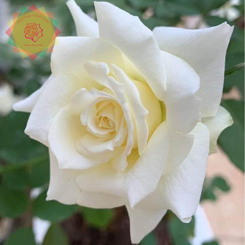Hoa hồng ngoại John Paul II trắng - cây giống rễ trần