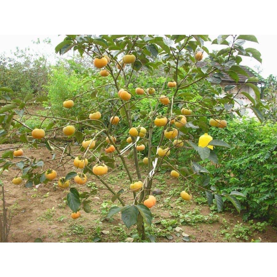 Cây giống Hồng Nhân Hậu.