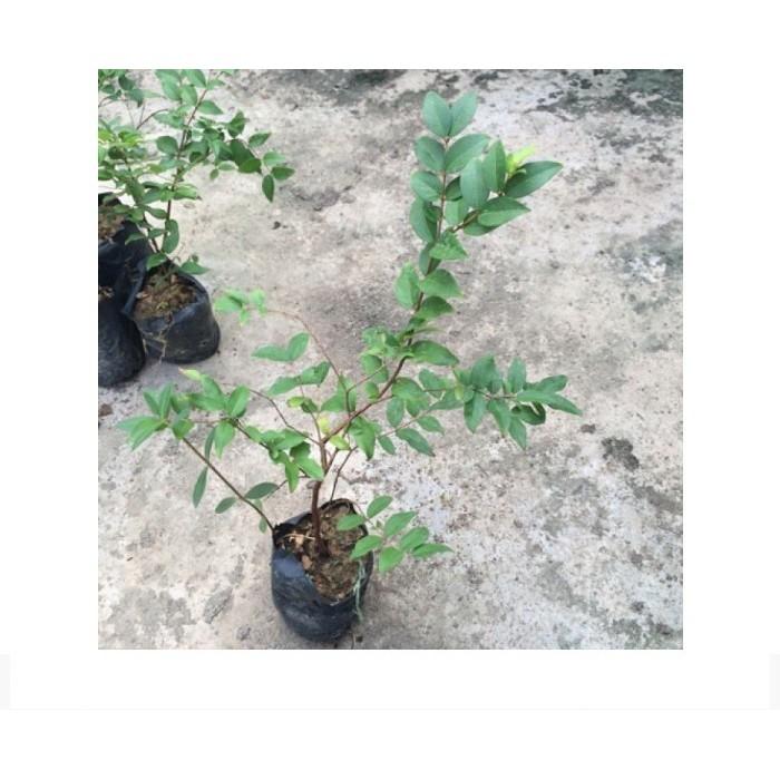 Cây giống Nho thân gỗ thường - hàng cây giống F1 - NHANH SIÊU QUẢ