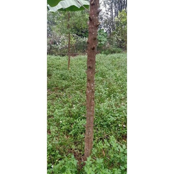 Cây giống đàn hương trắng ấn độ