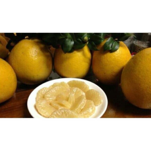 Cây Bưởi Diễn