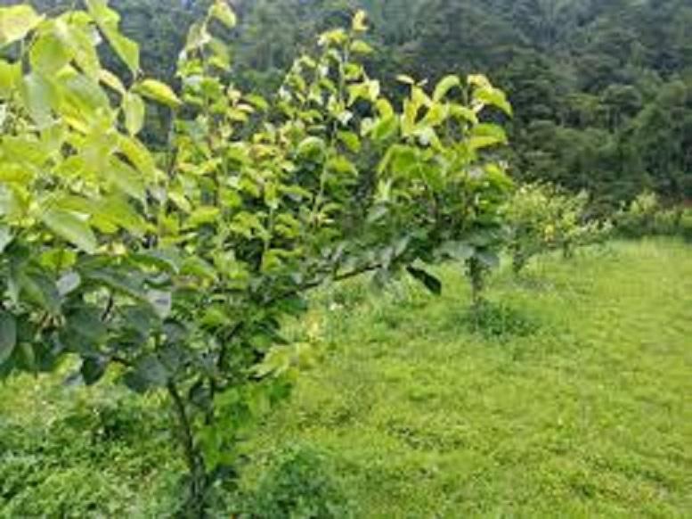 Cây giống Lê xanh