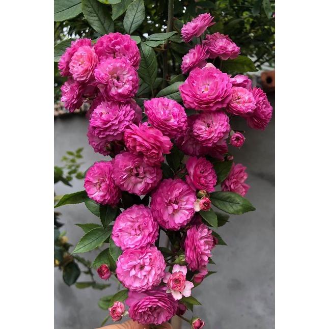 Chế phẩm đậu nành trứng chuối lên men humic Uyên Ngô -1lít