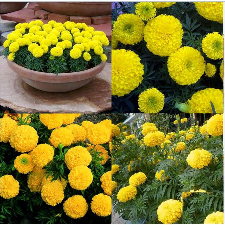 Hạt giống hoa Vạn Thọ vàng chanh Lùn F1 - AGRI YELLOW 01S