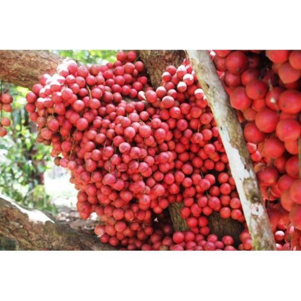 CÂY GIỐNG DÂU DA ĐẤT