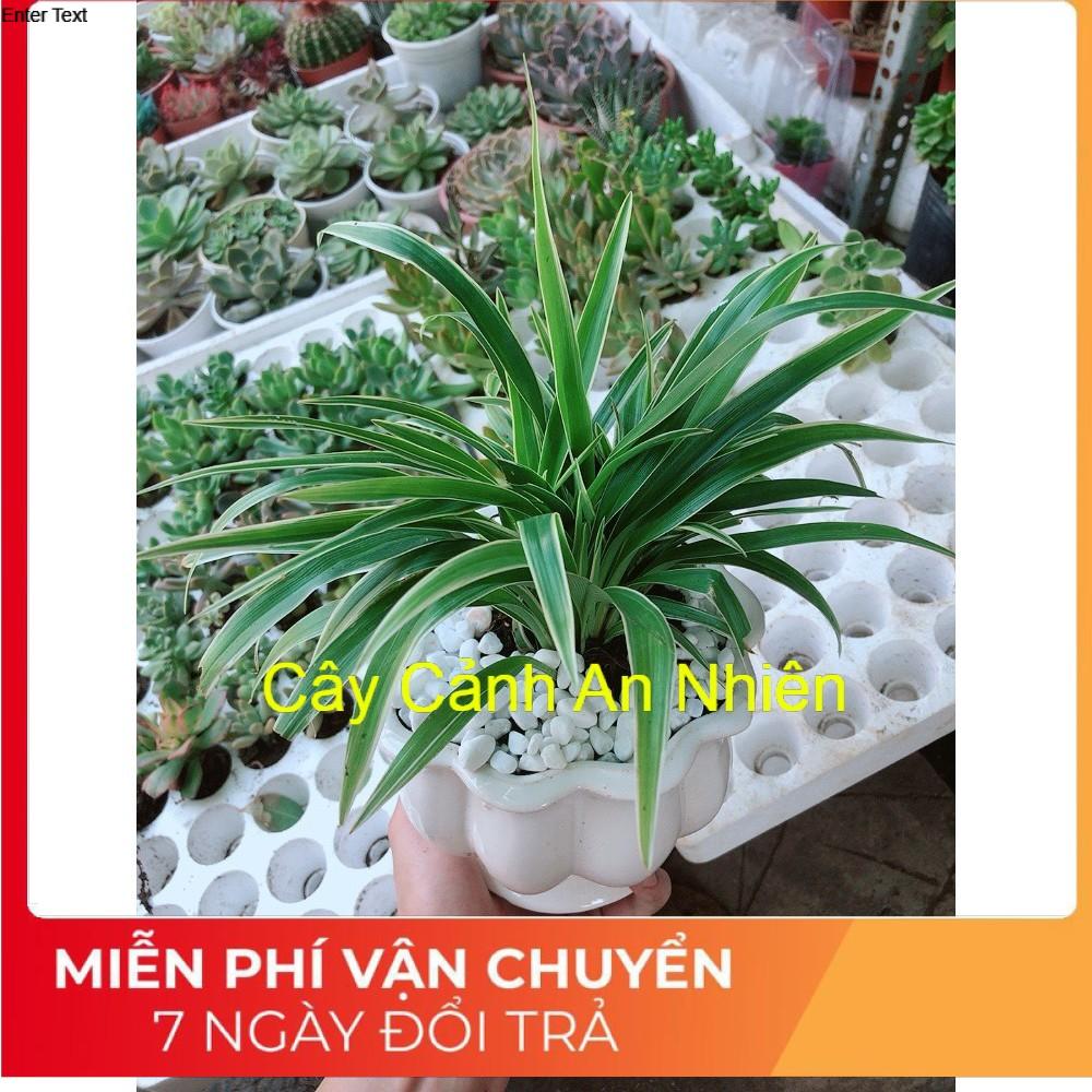 Chậu lan chi