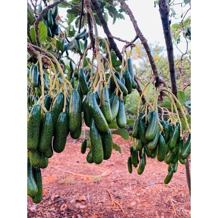Cây giống bơ sáp, cây giống bơ 034, cây giống khỏe dễ trồng ít sâu bệnh, cây thấp năng suất cao