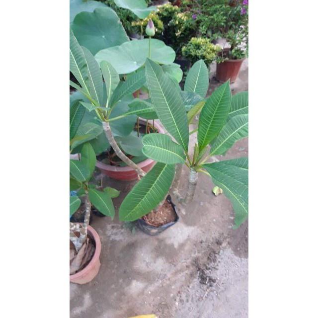 Cây giống HOA SỨ ĐẠI TRẮNG