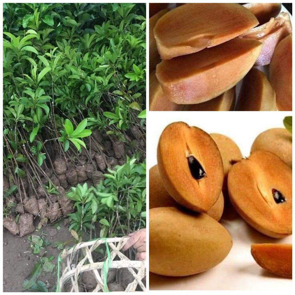 Cây giống hồng xiêm xoài