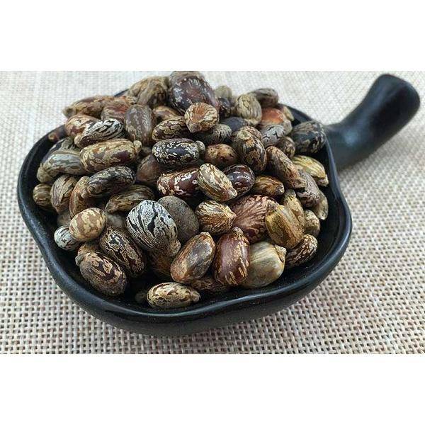 Hạt Thầu Dầu Tía Giống Chữ.a Tr.ĩ Hiệu Quả Chuẩn Tía -sp