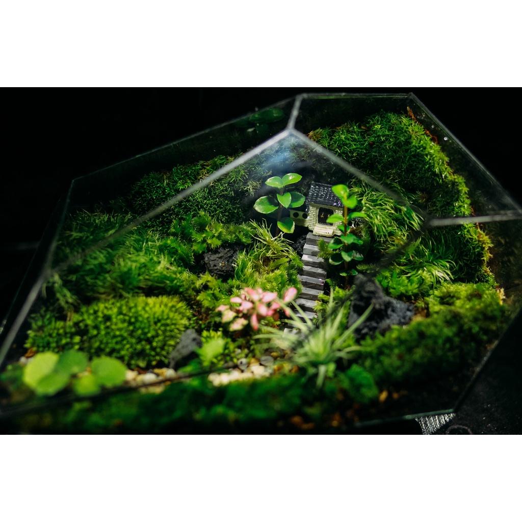 Bể Terrarium Đa Giác Setup Bán Cạn Để Bàn Làm Việc