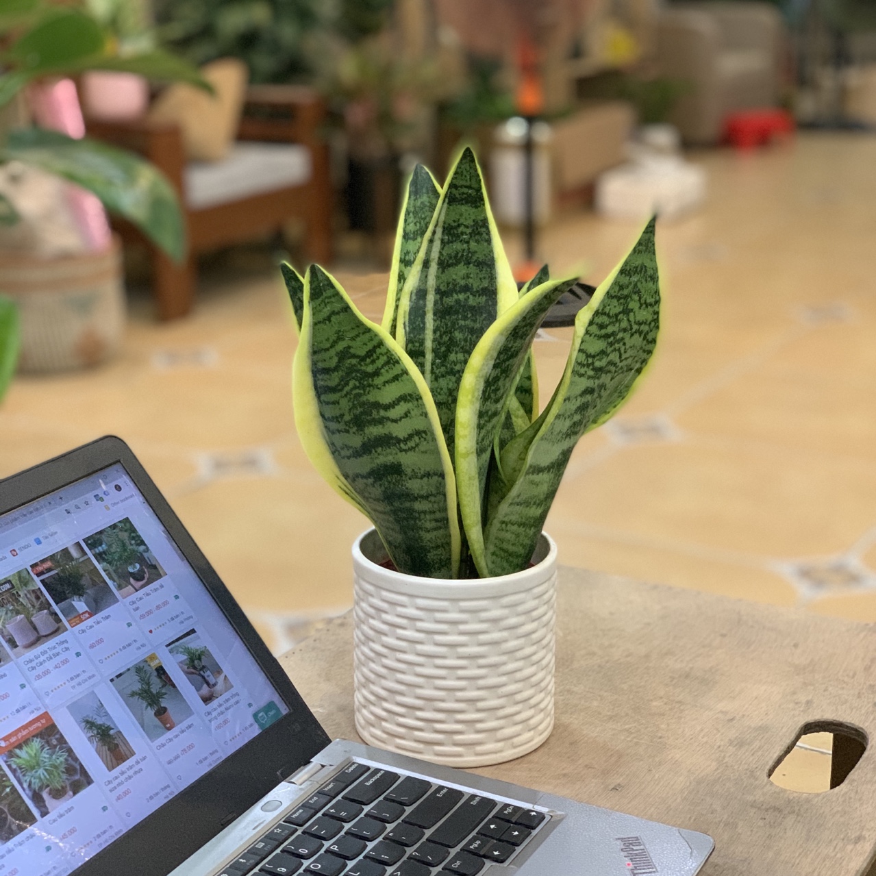 Cây Lưỡi Hổ Ta để bàn