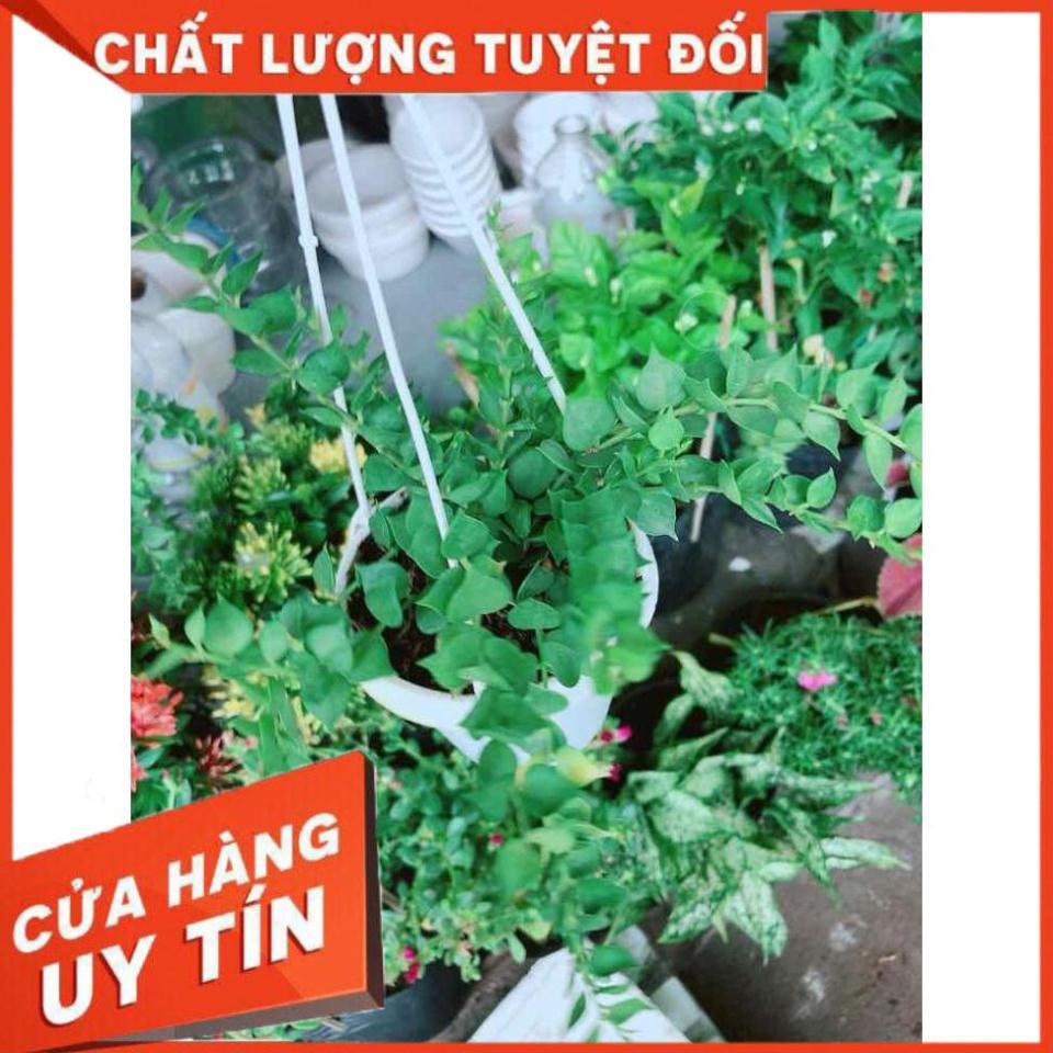 Chậu lá tim Nhiều Người Mua