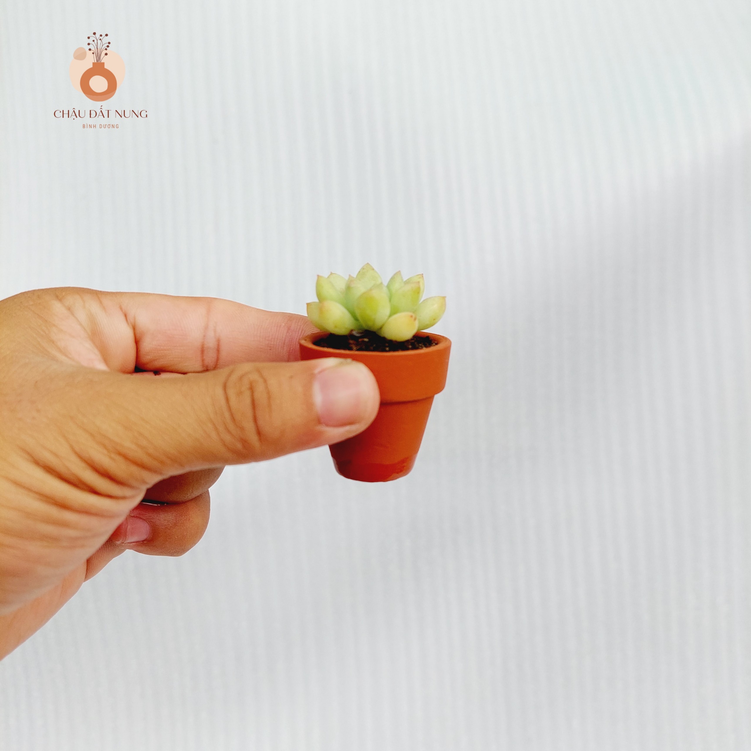 Chậu đất nung Bình Dương - Ly gờ, miệng chậu 3.5cm, chiều cao 3.5cm