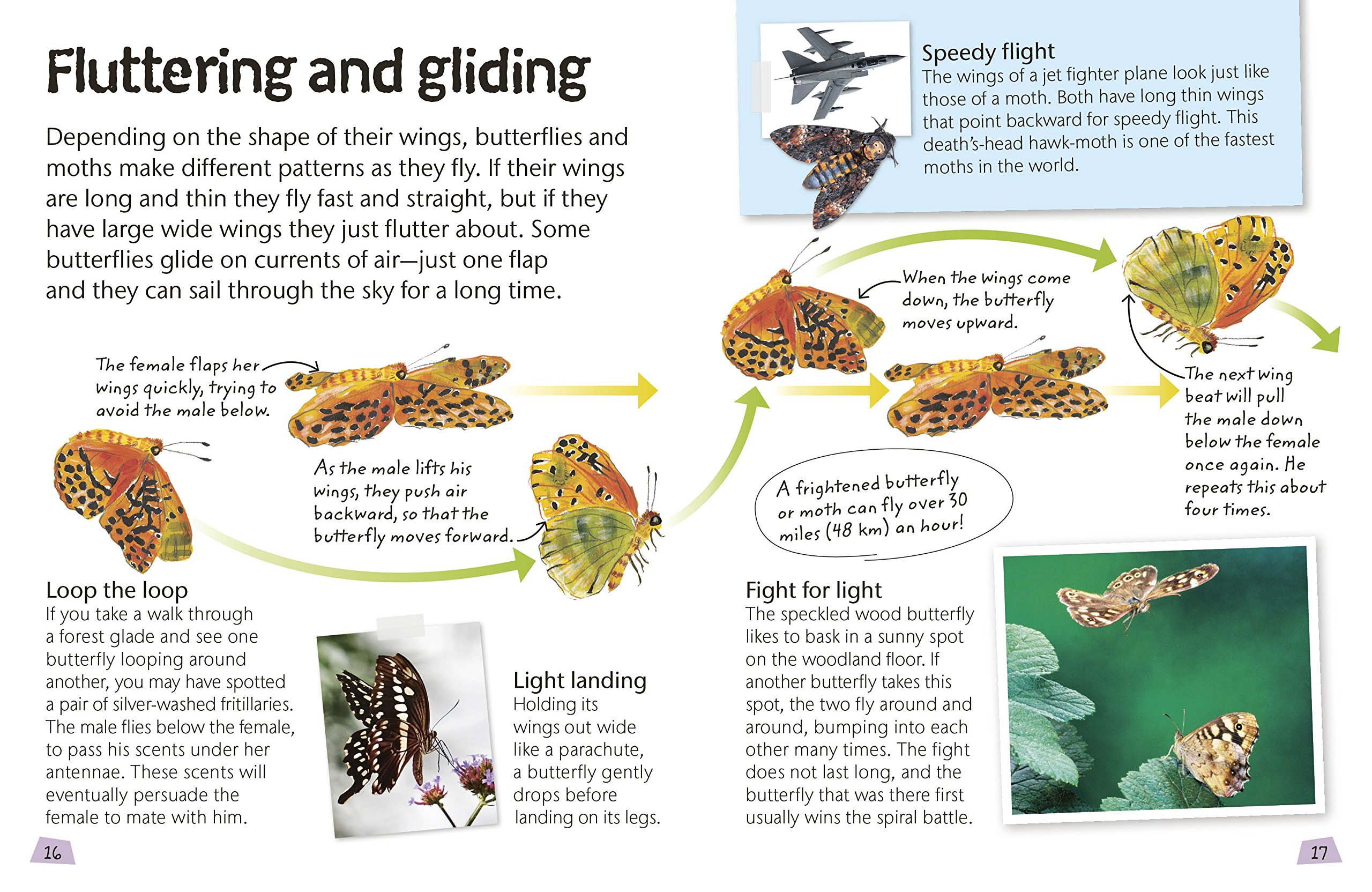 DK Butterflies and Moths